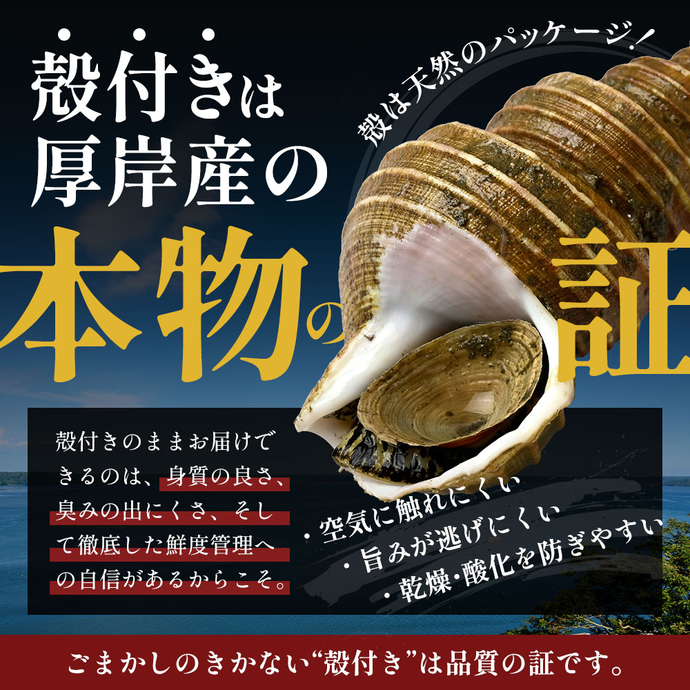 先行受付 北海道 厚岸産 殻灯台 つぶ 2kg（1kg×2パック） 魚介類 海の幸 海産物 海鮮 貝 つぶ貝 希少 下処理不要 刺身 塩茹で お酒のあて つまみ 国産 北海道産