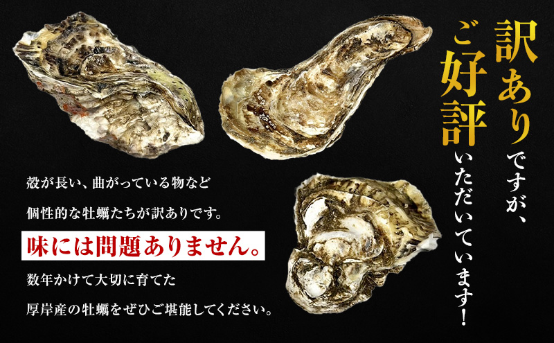 5月配送 訳あり 牡蠣 北海道厚岸産 殻付カキ 約4kg (25から50個) カキナイフ付 生食 生牡蠣 貝付き牡蠣 貝 海鮮 魚介類 殻付き牡蠣 マルえもん