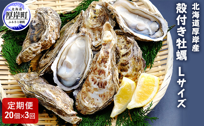 3ヶ月 定期便 厚岸産 殻付き 牡蠣 Ｌサイズ 20個入 (各回20個×3ヶ月分,合計60個) カキナイフ付き 加熱容器付き 魚貝類 生牡蠣 かき 殻付き牡蠣 マルえもん 3カ月 3回 メルマガ掲載商品2
