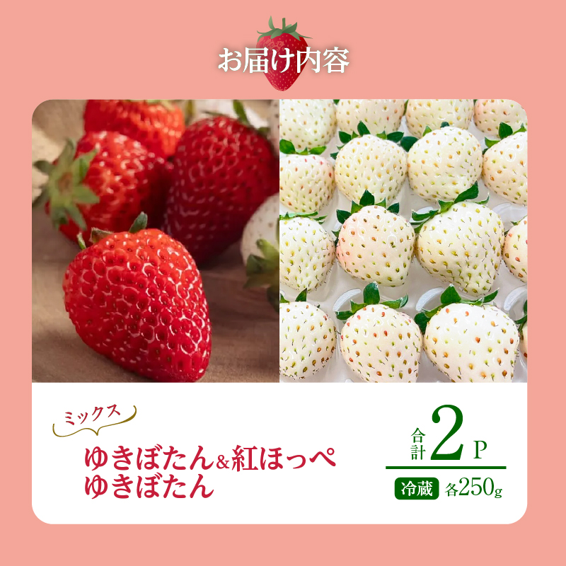 《数量限定》白いちご”ゆきぼたん”＆赤白ミックスセット(合計2パック) BELL RICH_H0049-003