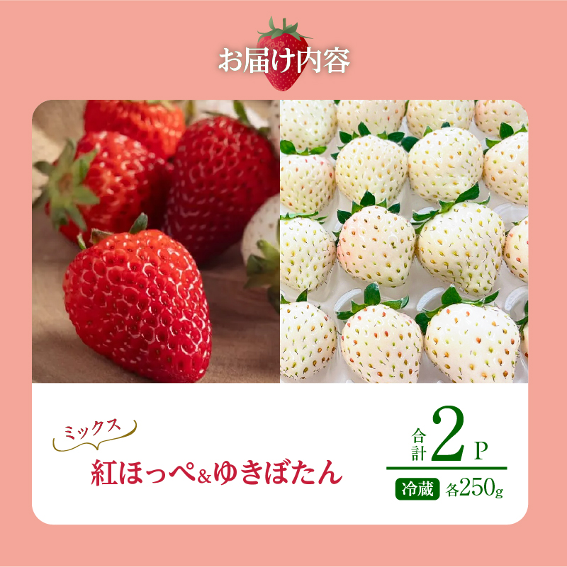 《数量限定》赤白いちごの贅沢食べ比べセット(合計2パック) BELL RICH_H0049-001