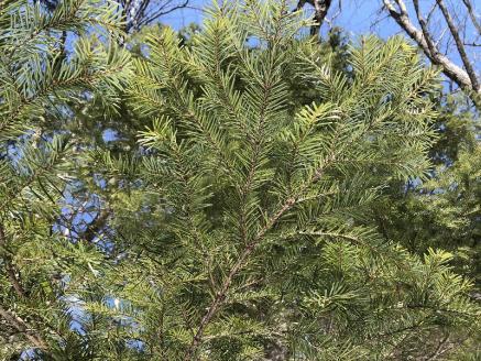 アウトドアブレンドオイル－Adventure Begins－_250202