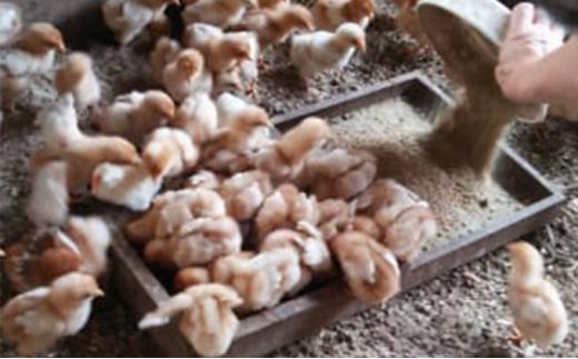 【ポロニ養鶏場】有精卵 計30個（10個×3パック）【 たまご ポロニ養鶏場 デザート ケーキ お菓子 標茶町 北海道 】