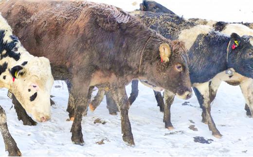 【ミルキークラウン】バニラアイスクリーム 10個