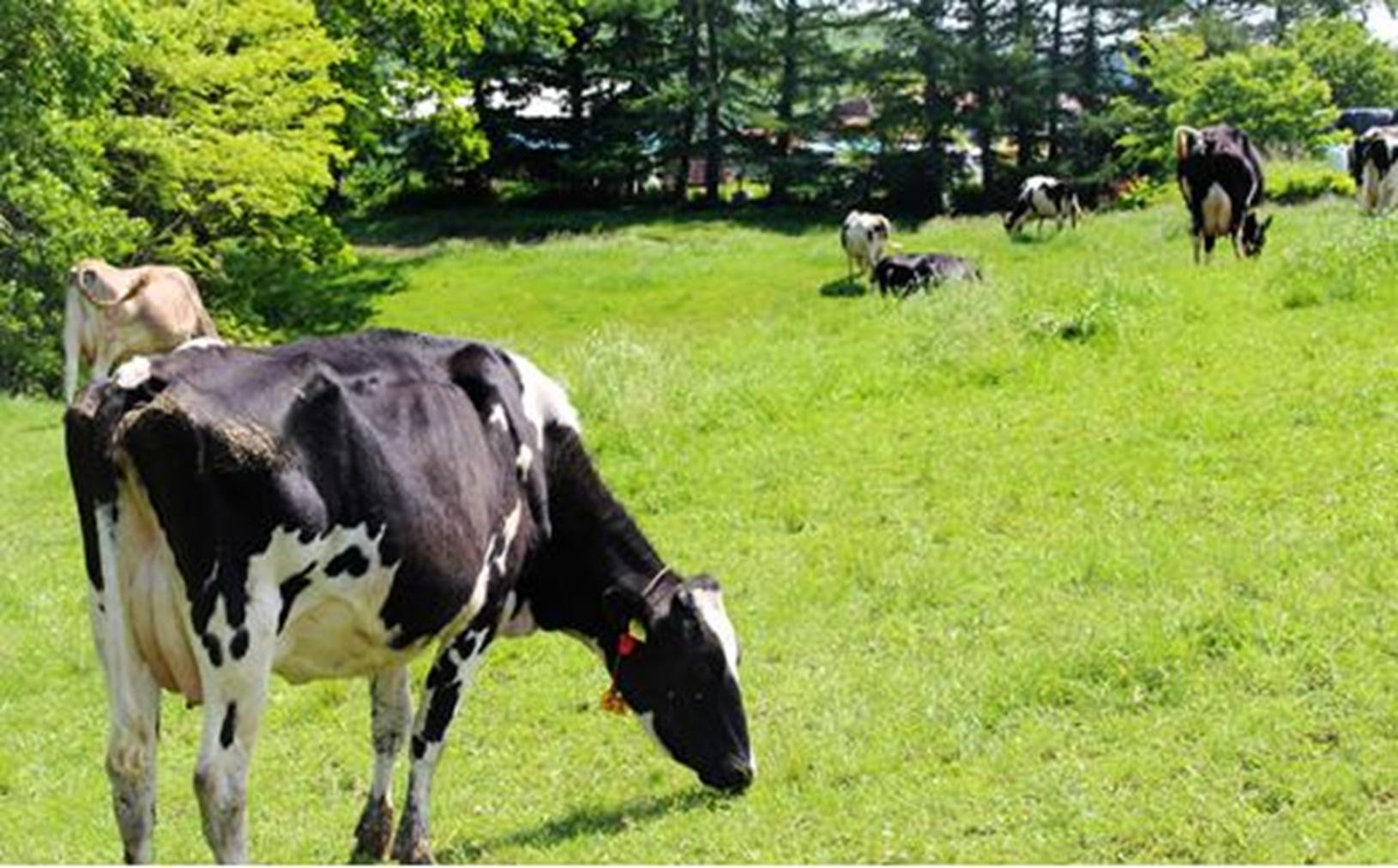 北海道標茶町　長坂牧場チーズ工房　本格派ナチュラルチーズ４種詰め合わせセット【 ナチュラルチーズ 乳製品 発酵 熟成 グルメ ギフト お取り寄せ 標茶町 北海道 】