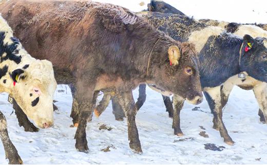 【ミルキークラウン】 バニラ・プレミアム　アイスクリームセット（各5個）計10個