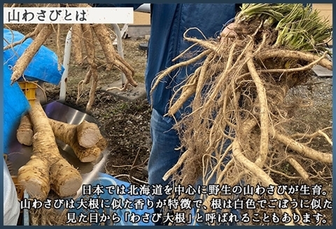 3166. 天然 山わさび 500g前後 産地直送 薬味 肉 BBQ バーベキュー 焼き肉 送料無料 北海道 弟子屈町