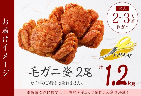 3335. 毛蟹 2尾 計1.2kg前後 食べ方ガイド・専用ハサミ付 カニ かに 蟹 海鮮 ボイル 送料無料 北海道 弟子屈町