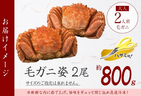 3357. 毛蟹 2尾 計800g前後 食べ方ガイド・専用ハサミ付 カニ かに 蟹 海鮮 ボイル 送料無料 北海道 弟子屈町