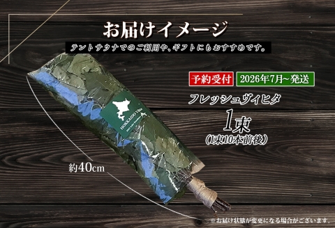 2026年 7月以降順次発送 1510.フレッシュ 白樺 ヴィヒタ 1束 北海道 白樺 ヴィヒタ アロマ ウィスク インテリア サウナグッズ サウナ テントサウナ 北海道 弟子屈町