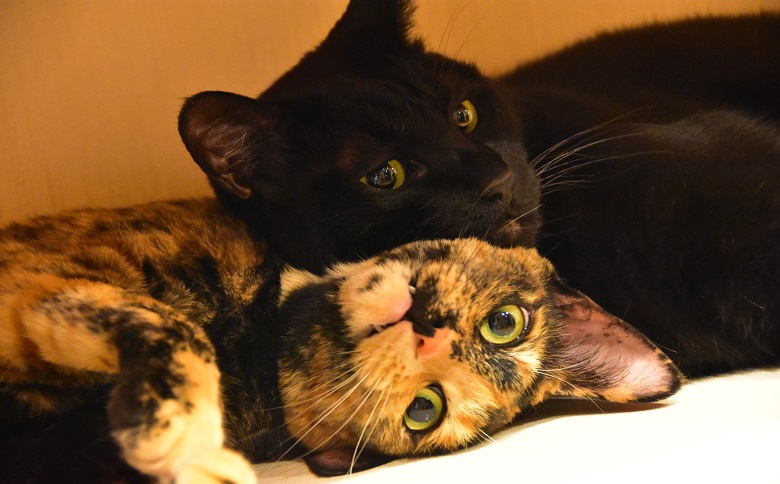 9178.ぽらりすご宿泊券　２名１室２食付き　バリアフリールーム