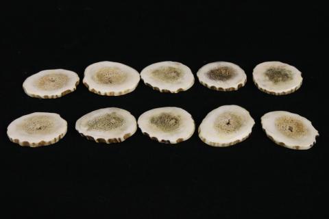 350.弟子屈町産エゾシカ角ボールマーカー