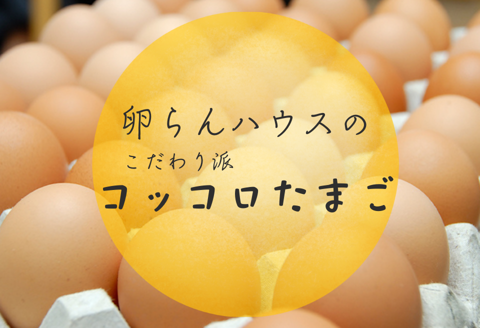 北海道 鶴居村産　卵らんハウスの心届ける　こだわり派のコッコロたまご