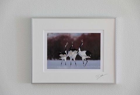 タンチョウ写真家 和田正宏 額付きオリジナルプリント「鳴き合い」(サイン入り)
