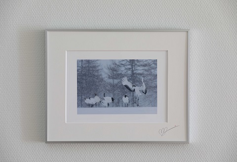 タンチョウ写真家 和田正宏 額付きオリジナルプリント「タンチョウ讃歌」(サイン入り)