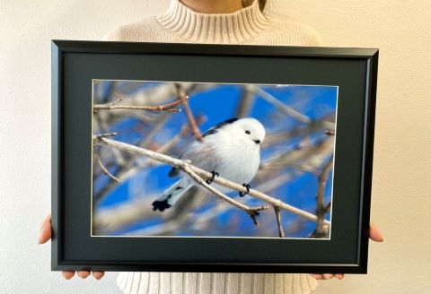 農場 カメラマン が撮った 鶴居村 ふるさと 写真シリーズ　【青空とふんわり シマエナガ 】