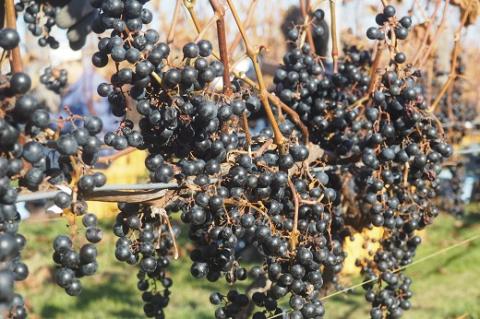 鶴居村産　山幸ワイン『クロンヌルージュ』　720ml