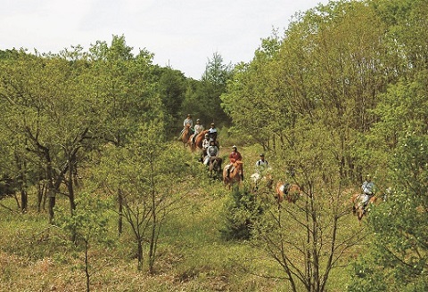 鶴居どさんこ牧場　ホーストレッキング半日コース(1名様)