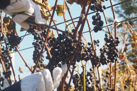 鶴居村産　山幸ワイン『クロンヌルージュ』　720ml