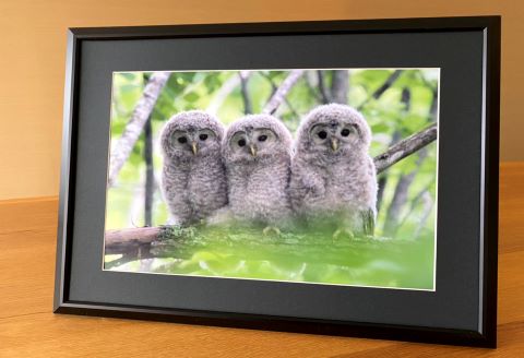 農場カメラマンが撮った鶴居村ふるさと写真シリーズ　【三つ子のエゾフクロウ】