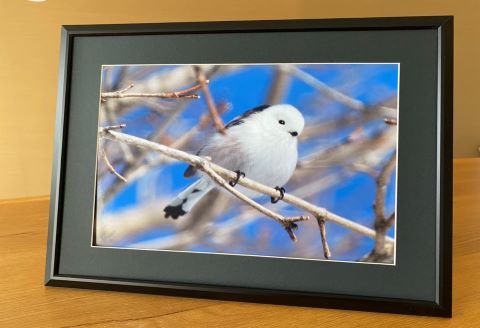 農場 カメラマン が撮った 鶴居村 ふるさと 写真シリーズ　【青空とふんわり シマエナガ 】