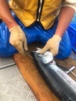 秋鮭 船上放血神経締め（オス）【3.0kg以上4.9kg以下】_I028-0725