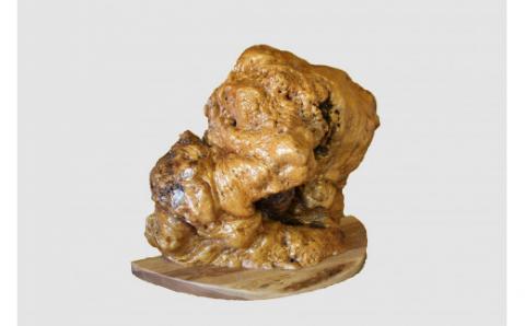 【48】ナラ【高さ約44.0cm】_I050-0453