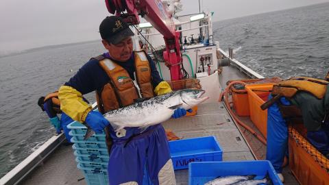 秋鮭 船上放血神経締め（メス）【3.0kg以上4.9kg以下】_I028-0726