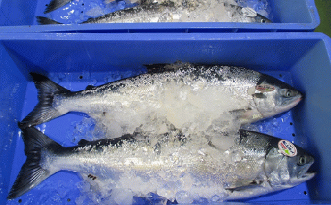 時鮭切身詰合せ【12切（1パック4切×3パック）】_I019-0519