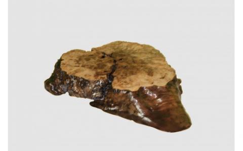 【43】座卓（テーブル）埋もれニレ・一枚天板【厚さ約5.5cm】_I050-30009268