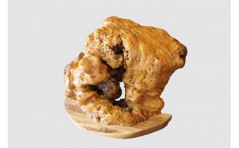 【48】ナラ【高さ約44.0cm】_I050-0453