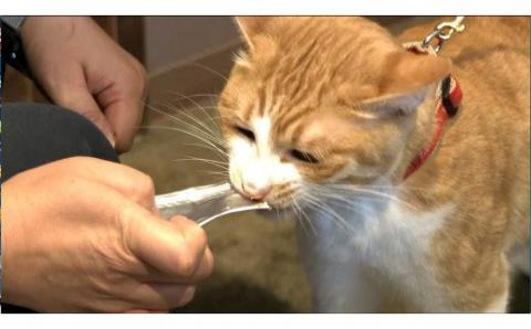 ナマコ入鹿肉ペースト【10本×4袋】※トリーツ_I012-0430