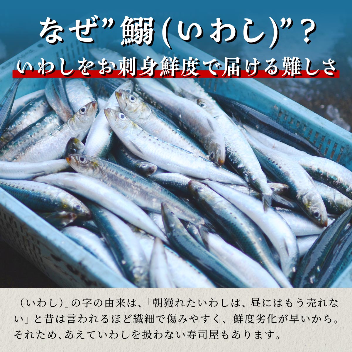 北海道産「刺身いわし」【20枚×4パック（40尾分）】_K010-1520