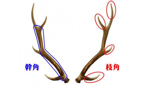 えぞ鹿カット角【約10cm×3本】※トリーツ_I012-0434