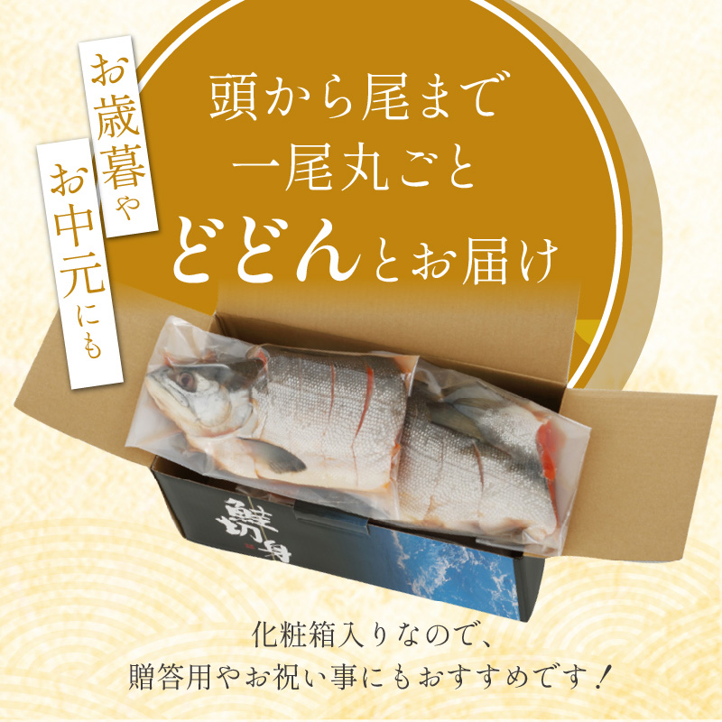 紅鮭 新巻姿切身【4分割 1.4kg】魚 鮭 さけ サケ 切り身 焼鮭 焼き魚 人気 ふるさと 海鮮 海鮮食品 魚介類 魚介 北海道 白糠町_T013-0414