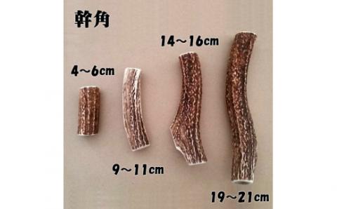 えぞ鹿カット角【約10cm×3本】※トリーツ_I012-0434