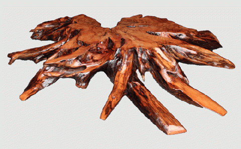 【30】根株・オンコ(イチイ)【厚さ約11.5cm】_I134-0302