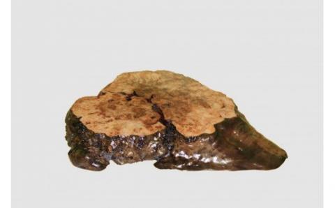 【43】座卓（テーブル）埋もれニレ・一枚天板【厚さ約5.5cm】_I050-30009268