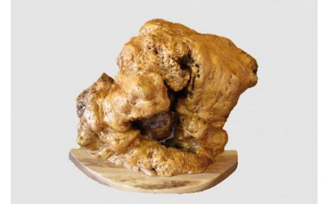 【48】ナラ【高さ約44.0cm】_I050-0453