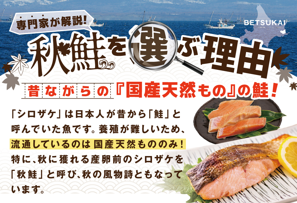 【訳あり】秋鮭ドンっ！無塩 秋鮭 切り身 1.5kg 【BT000PB05】