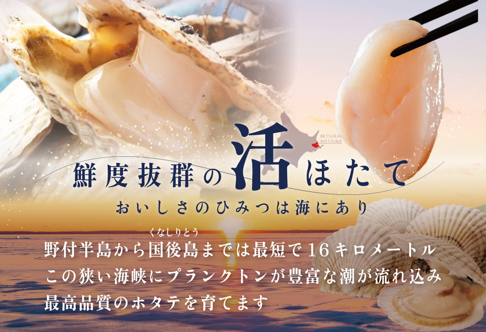 特大活ほたて 3kg相当 7～14枚入り＜朝どり新鮮出荷!＞【KN0000003】（ ホタテ貝柱刺身用 ）
