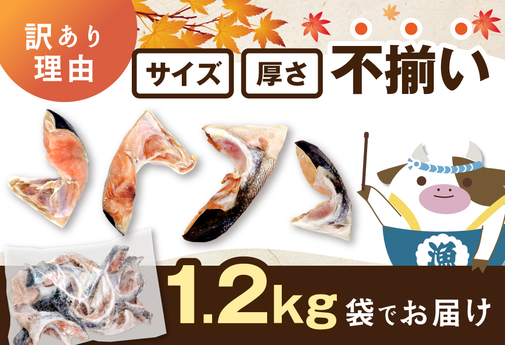 北海道産 秋鮭 カマ 1.2kg 有塩