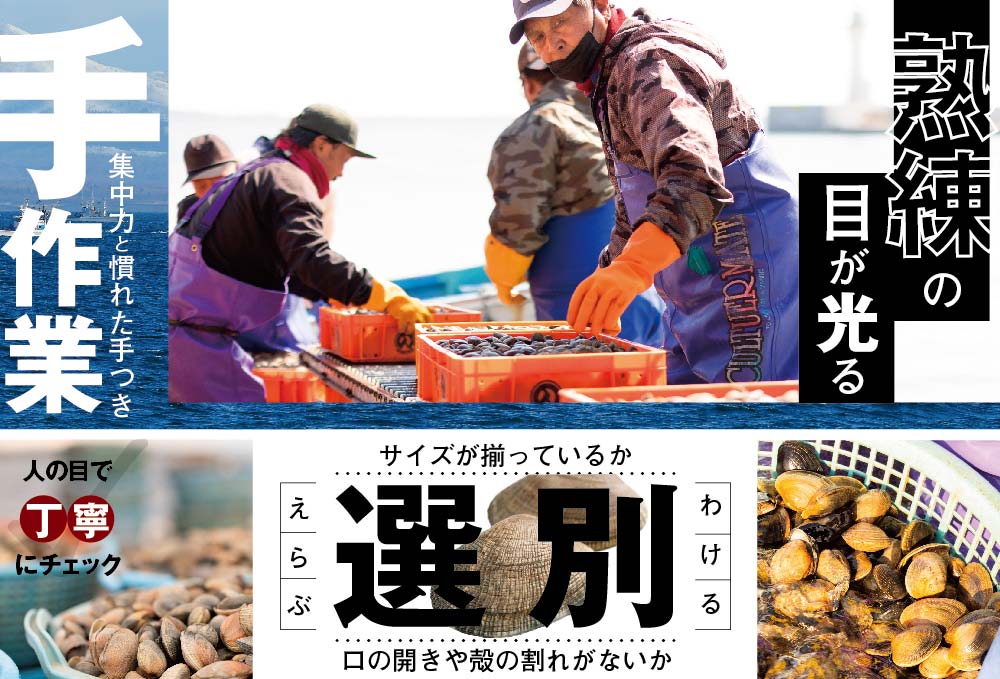 御礼！ランキング第1位獲得！北海道 野付産 大粒 天然 活あさり 2kg前後【UY0000003】