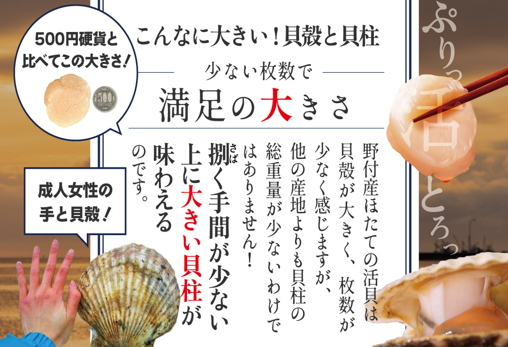 【先行予約】ジャンボ活ほたて 4kg相当 7～12枚入り＜朝どり新鮮出荷!＞【KN0000002】( ふるさと納税 ほたて 大玉 生食 活きほたて 生ホタテ 生帆立 生ホタテ貝柱 帆立貝柱 天然 冷蔵 刺身用)