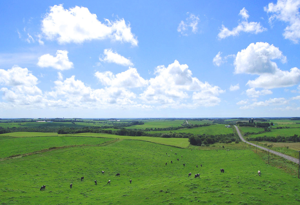 ランキング第3位獲得！【定期便】 別海町産マスカルポーネチーズ使用　デリス プリン[120g×4本] × 6ヵ月【全6回】