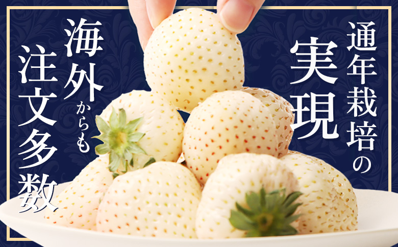 【12月以降、随時発送！】【北海道産】ゆきいちご（白いちご）2Pセット 250g×2 計500g【59001】