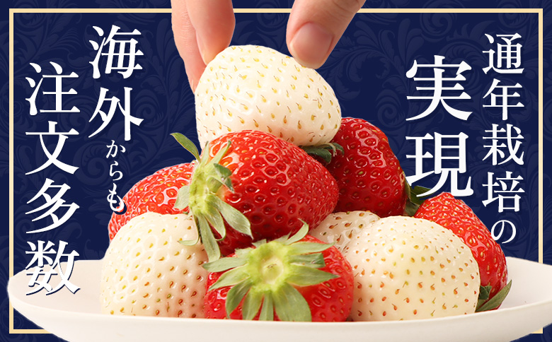 【受注後、随時発送！】【北海道産】ゆきいちご（すずor恋みのり） ２Pセット 各250g×２ 計500g【5900501】