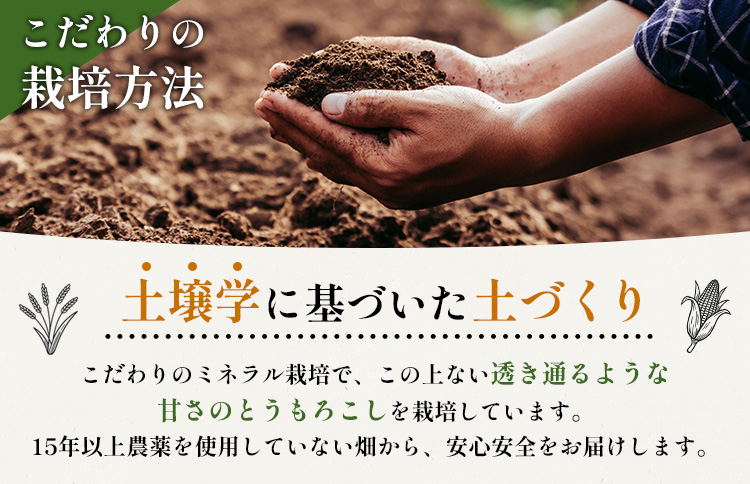 【2026年度発送分】上原農場直送 とうもろこし (ピュアホワイト)  約30kg 約65本前後【66018】