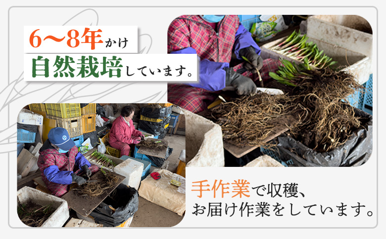 行者ニンニクFDパウダー×30g【20005】