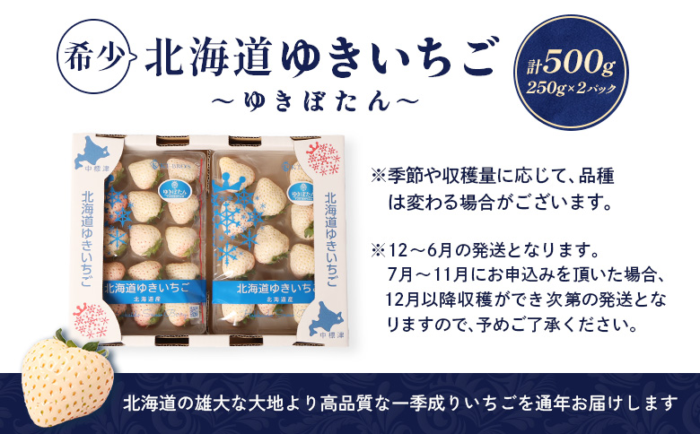【12月以降、随時発送！】【北海道産】ゆきいちご（白いちご）2Pセット 250g×2 計500g【59001】